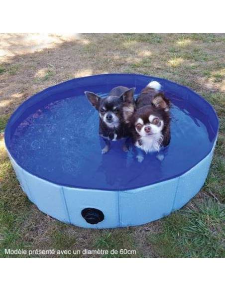 Piscine pour chien