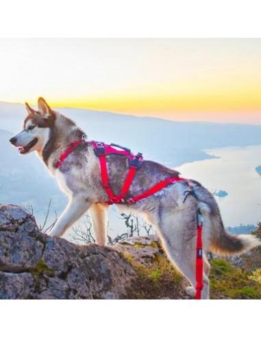 Baudrier canicross : mieux répartir les effets de traction de votre chien