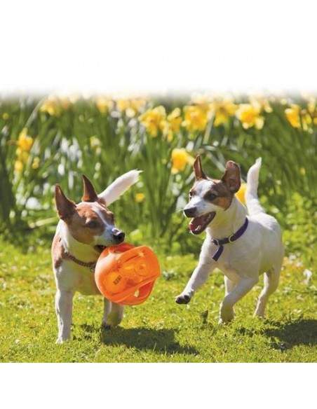 Frisbee pour chien, frisbee kong, compétition