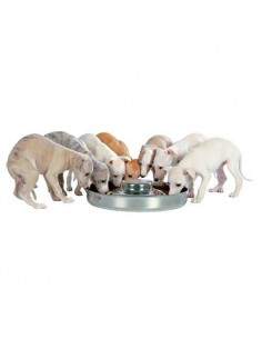 Gamelle en Inox pour chiots 2
