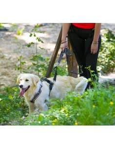 ACCOUPLE STYLE I-DOG 2