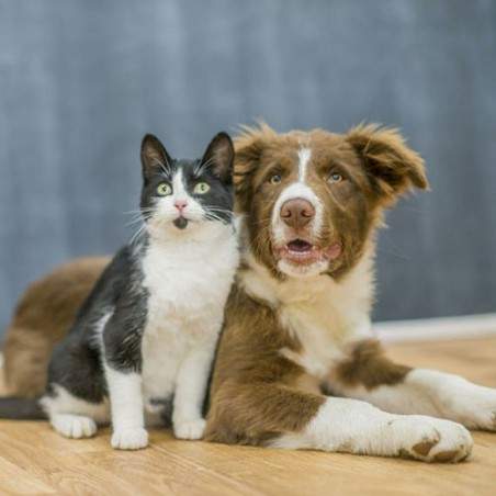 Friandises chien et chat