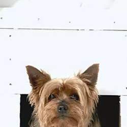 Tarifs auberge canine